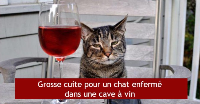 blog vin beaux-vins chat alcool vin