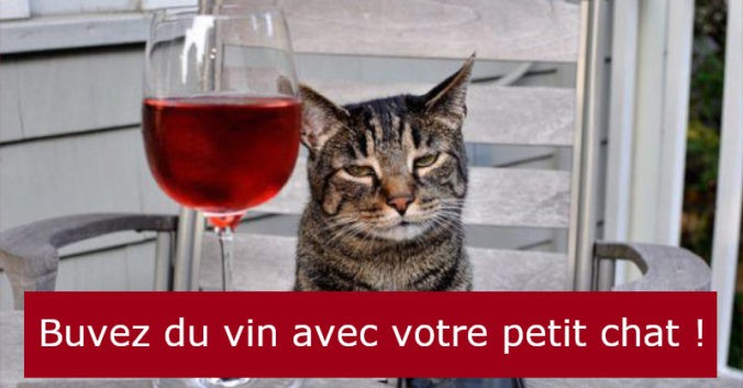 Blog vin Beaux-Vins vins chat oenologie dégustation chats vins