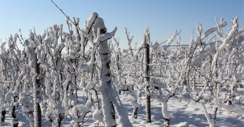 Blog Vin Beaux-VIns Einswein Icewine Ice wine Wine tasting oenology snow vine