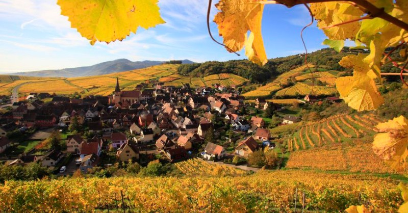 blog wine fine wines oenology tasting vineyard alsace