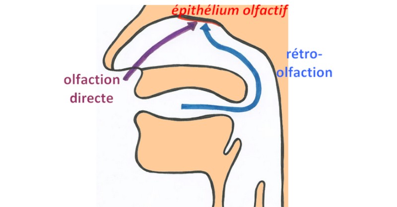 blog vin Beaux-Vins learn smell olfaction tasting tasting wines