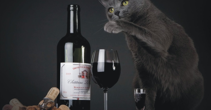 Blog vin Beaux-Vins vins chat oenologie dégustation Nyan Nyan Nouveau