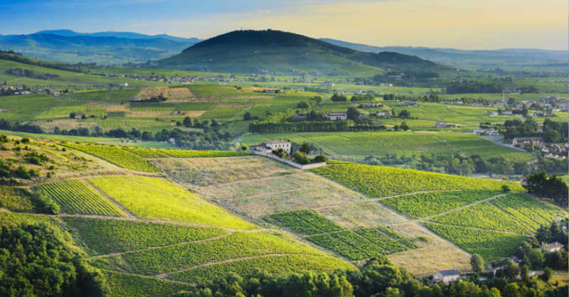 Beaujolais mont vignes