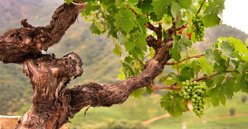 Beaujolais vine chardonnay