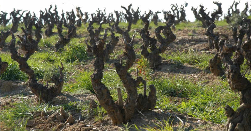 fine wine blog Beaujolais quiz Vine pruning quiz