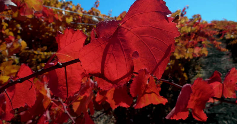 Blog vin beauxvins leaves vines red viticulture