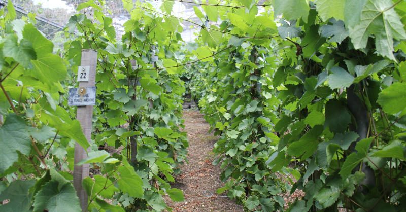 The superb “hidden” vines of the Republic of Canuts